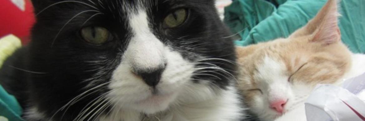 FridayKat_ASVC's profile banner image