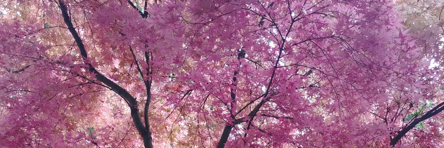 Sarah (@sfelkar@mstdn.ca) banner