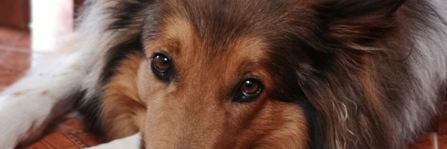 LauraVaronB's profile banner image