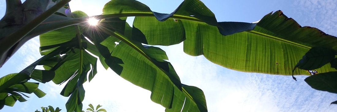 Bea Maas 🐦🦇🌳 banner