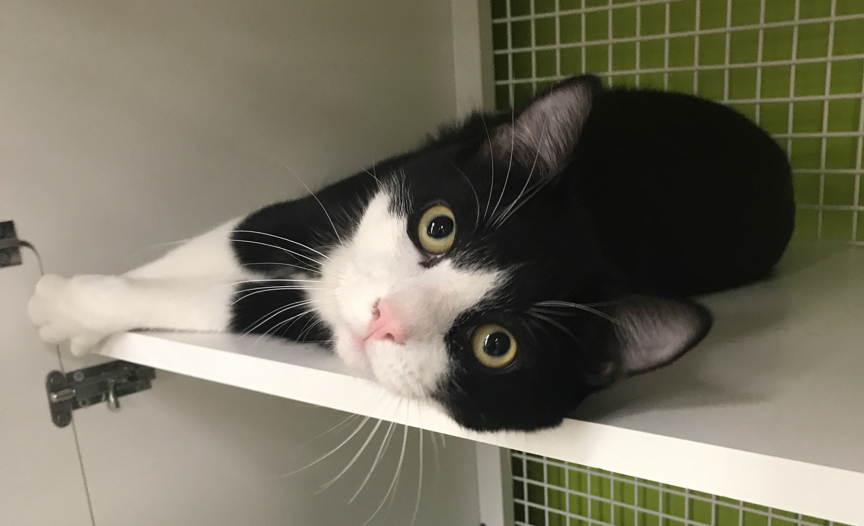 TAILSSpayNeuter's profile banner image