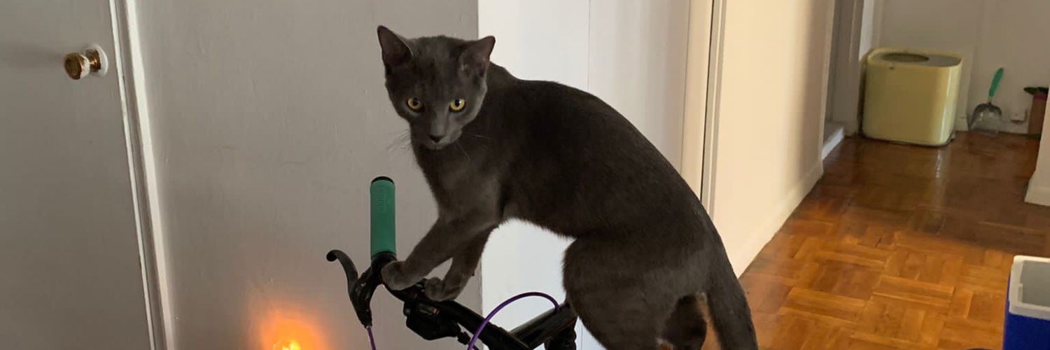 mildcurry_'s profile banner image
