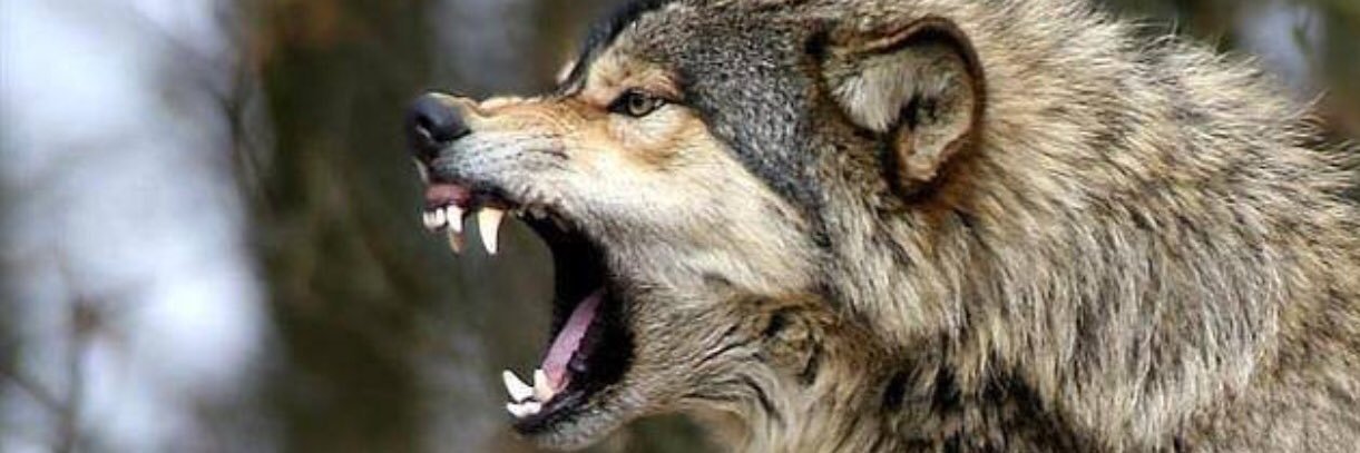 DIwolf83's profile banner image