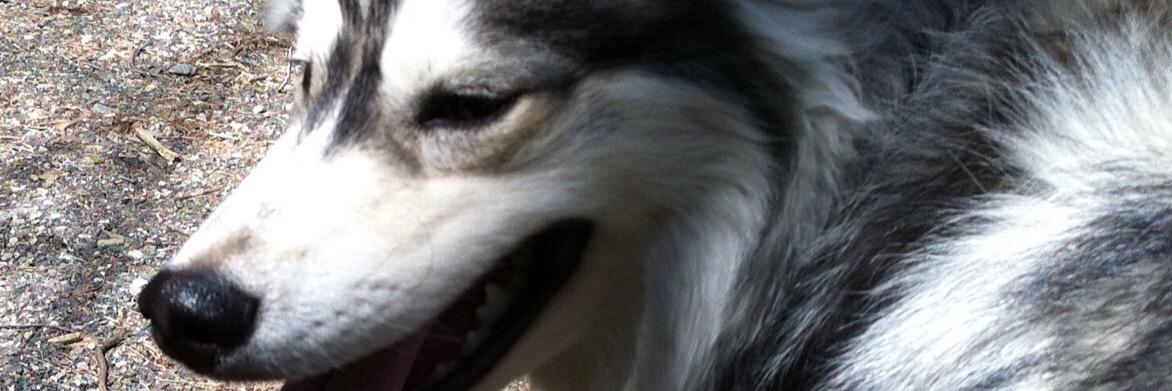 redfeather44's profile banner image
