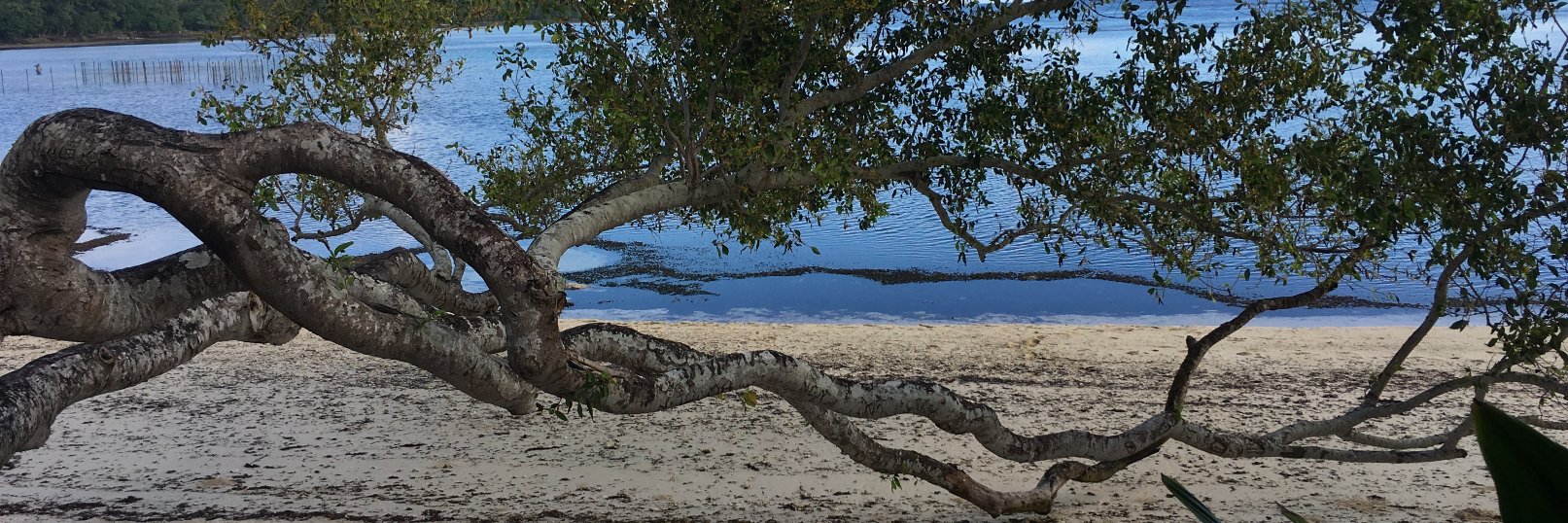 Adrian Sutton banner