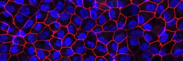 SDoyleTcd Profile Banner