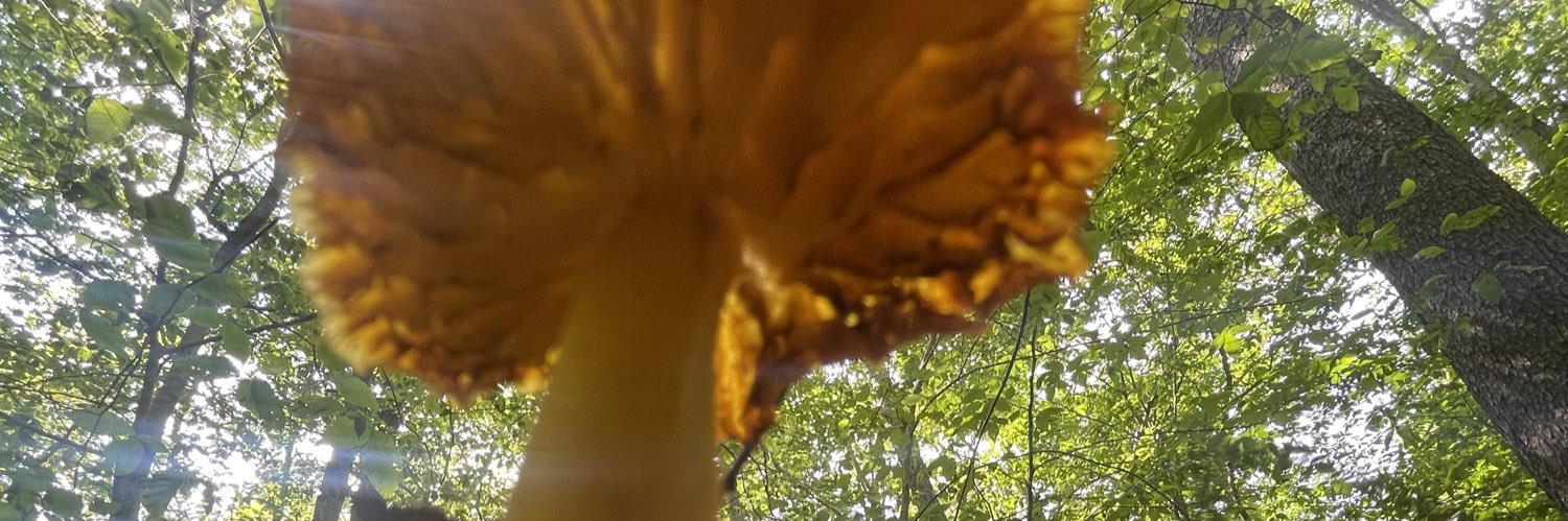 wingwallah's profile banner image