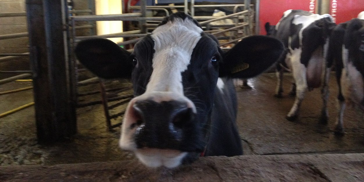 Sally Williams banner