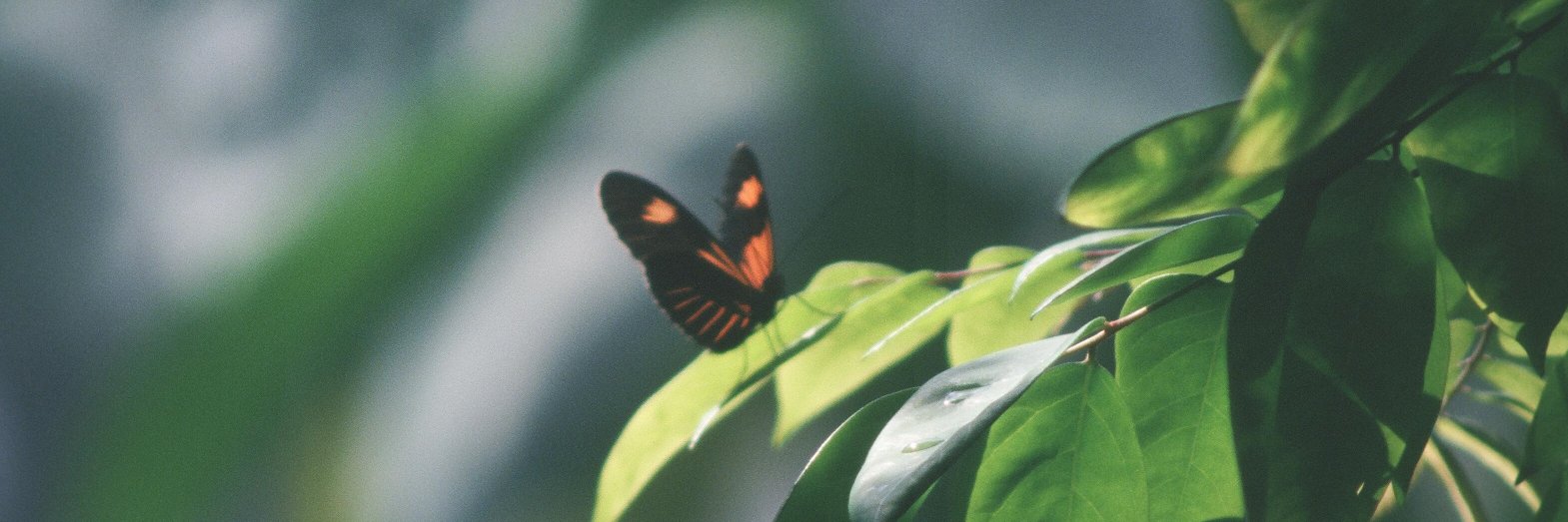 Carmen Goldthwaite banner