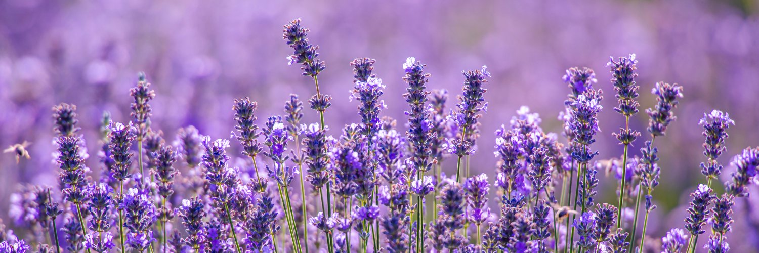 L_Cottage_Co's profile banner image