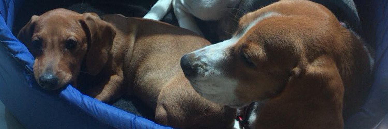 Ilonka Gonzalez banner