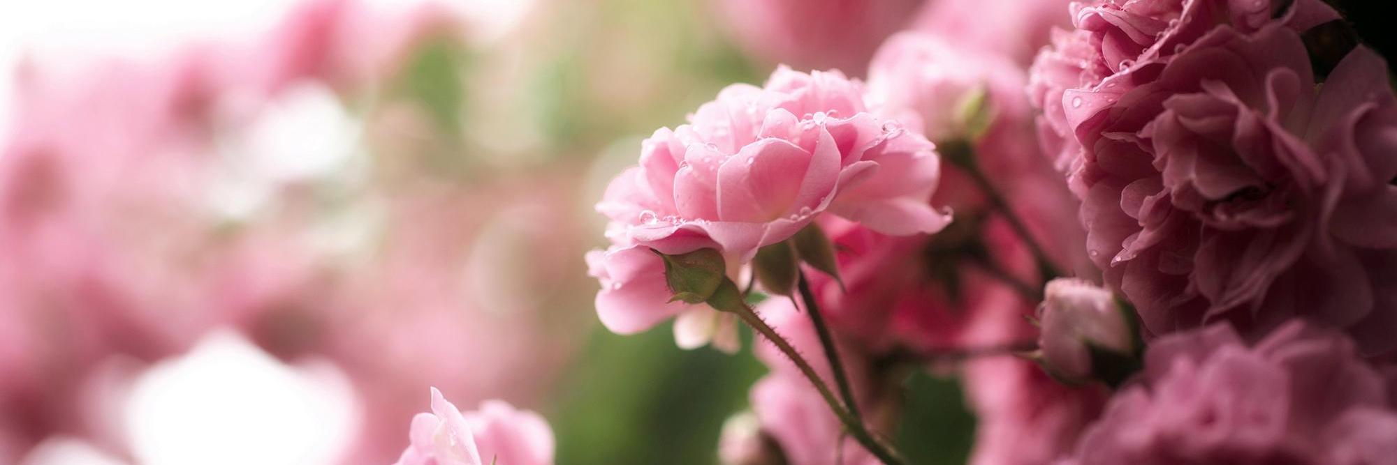 macarrón ✨ banner