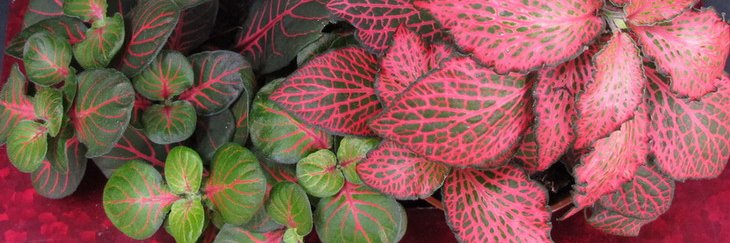 Plantas y flores banner