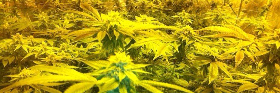 DOPE_INDUSTRIES's profile banner image