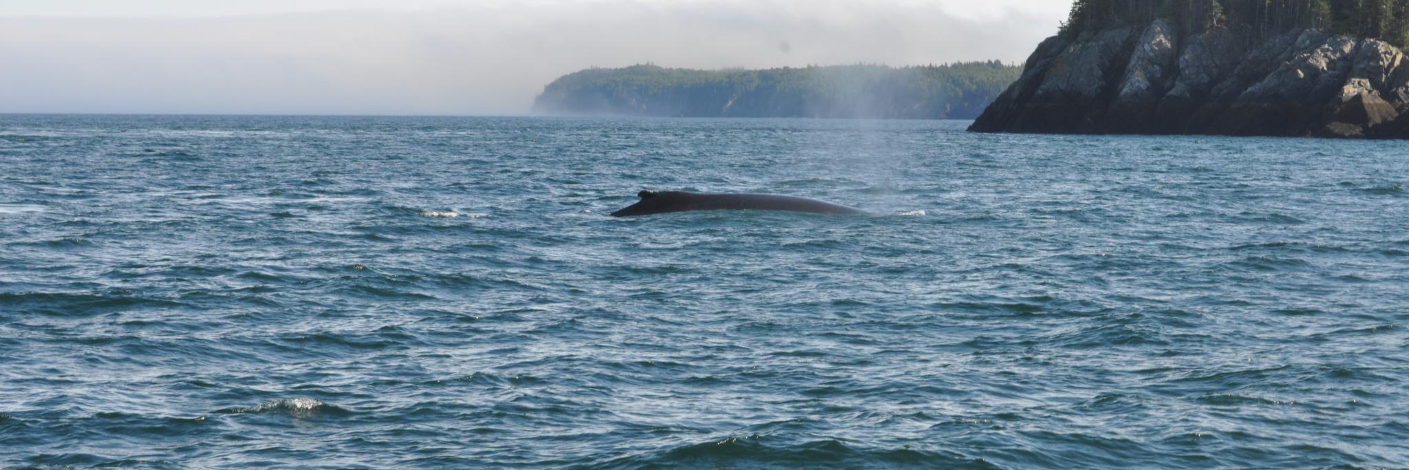 Leanne Schmidt🌻 banner