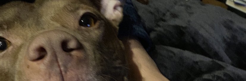 zselland's profile banner image