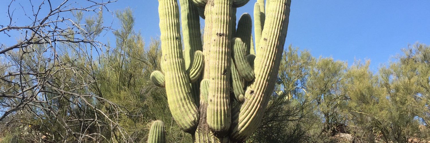 Jonathan Schindel banner