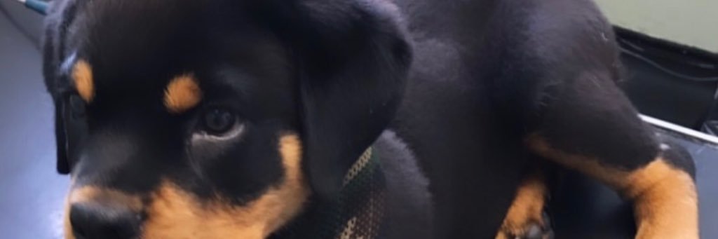 edavvo's profile banner image