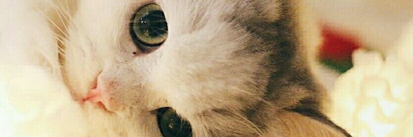 CaAaLaCs's profile banner image