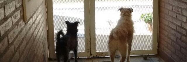 Georgina Cordone banner