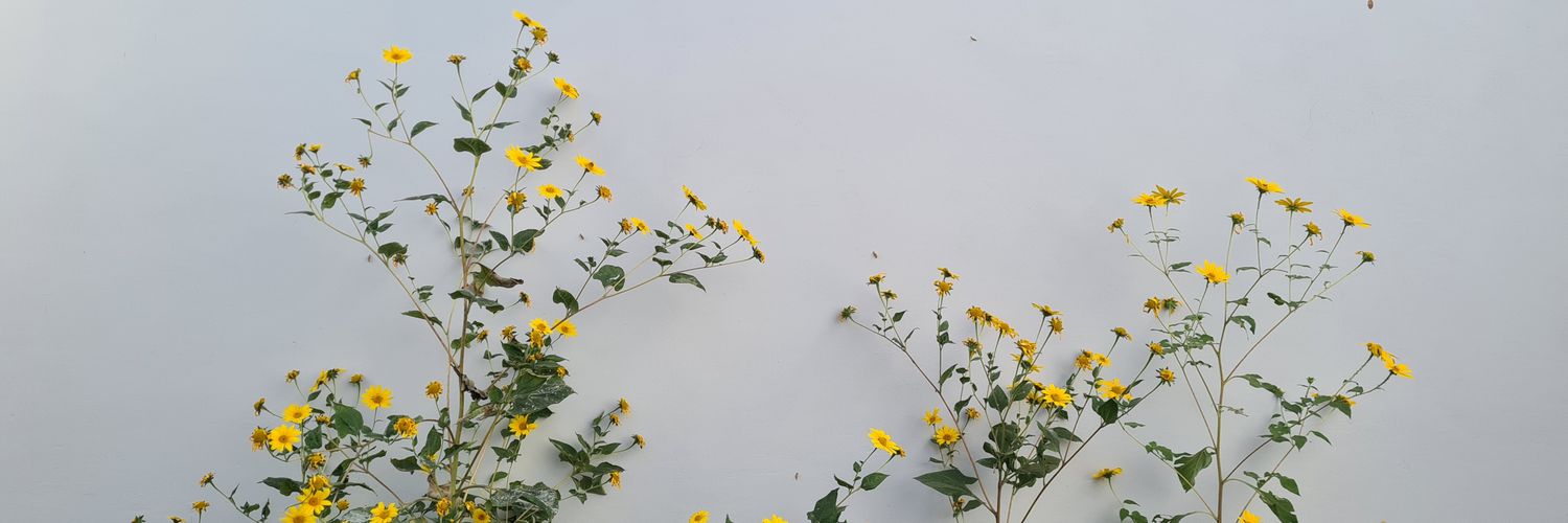 ClauRq's profile banner image