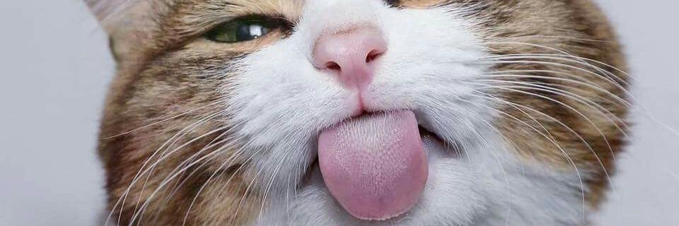 mintDbt's profile banner image