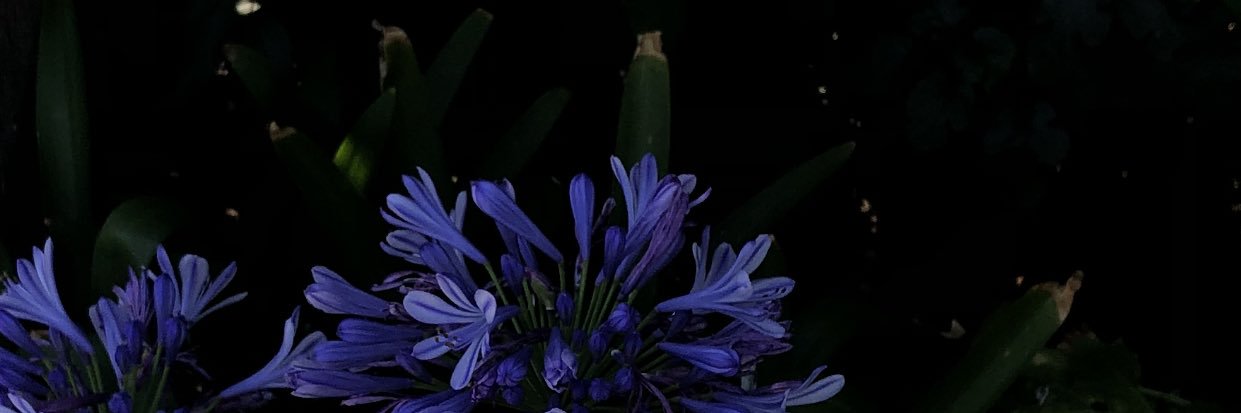 VickyBernstein's profile banner image