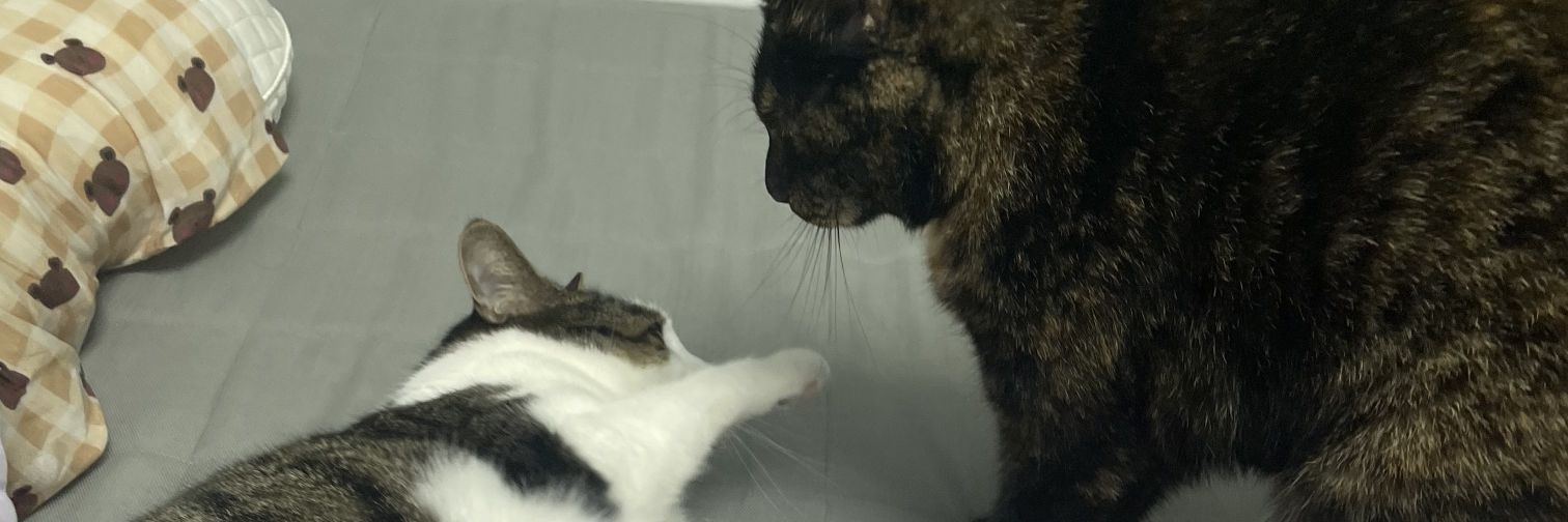 toranchoi_cat's profile banner image