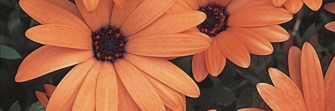 pilarsanchezs_'s profile banner image