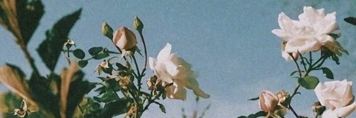 kcarroll_11's profile banner image