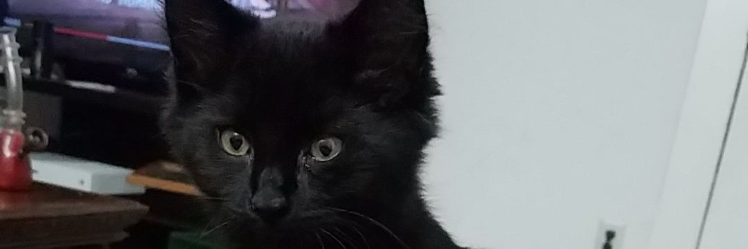 trolluhcaust's profile banner image
