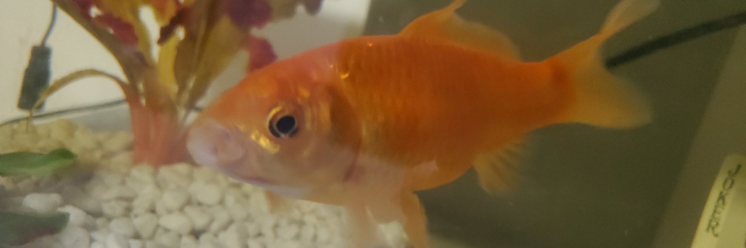 peptosis's profile banner image
