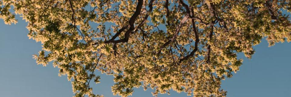 shiveringtears's profile banner image