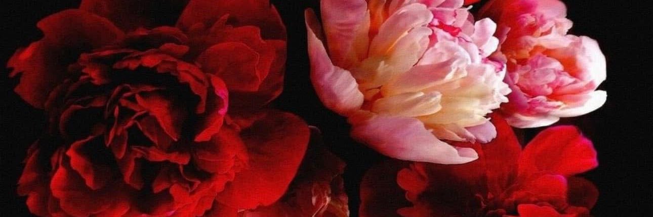 nowhere__else's profile banner image