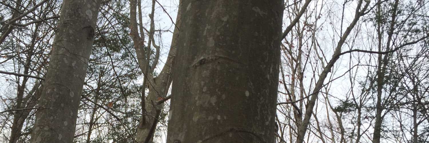 Tayquigs's profile banner image