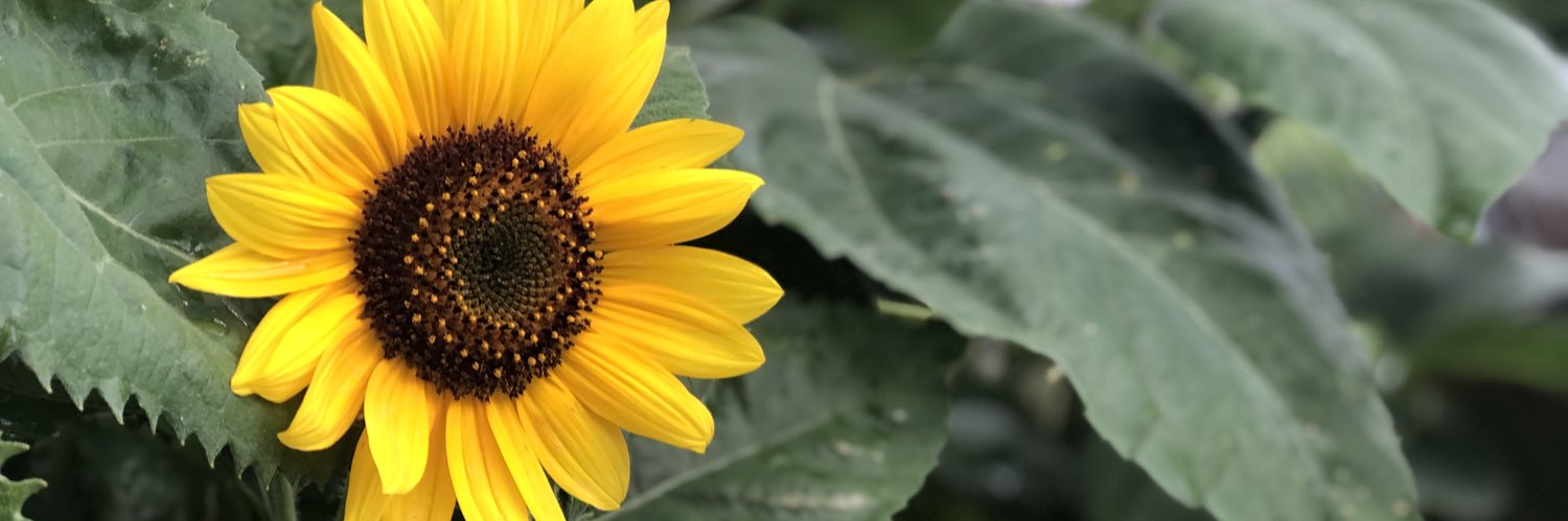 MrsLaceyLew's profile banner image
