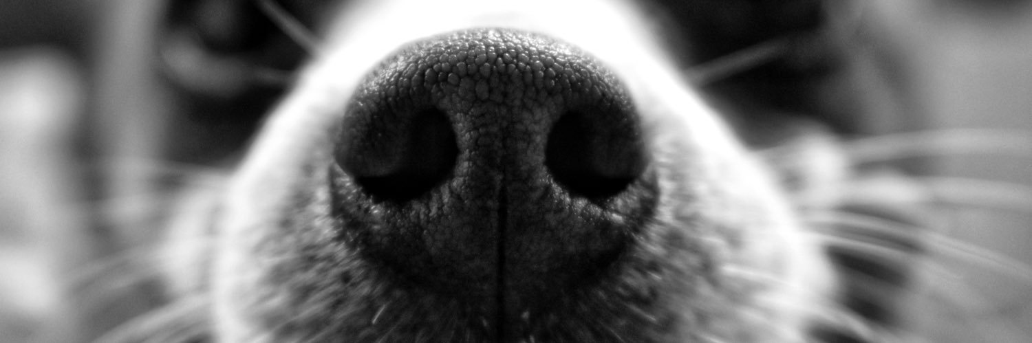BriDlr's profile banner image