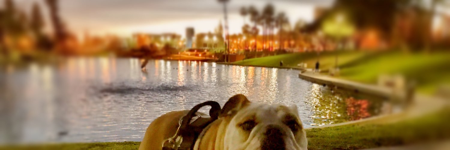 Rumorpupp's profile banner image