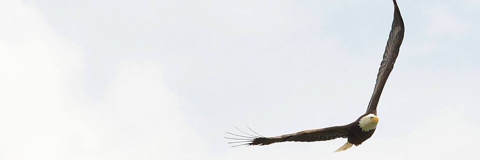 The Spotlight banner