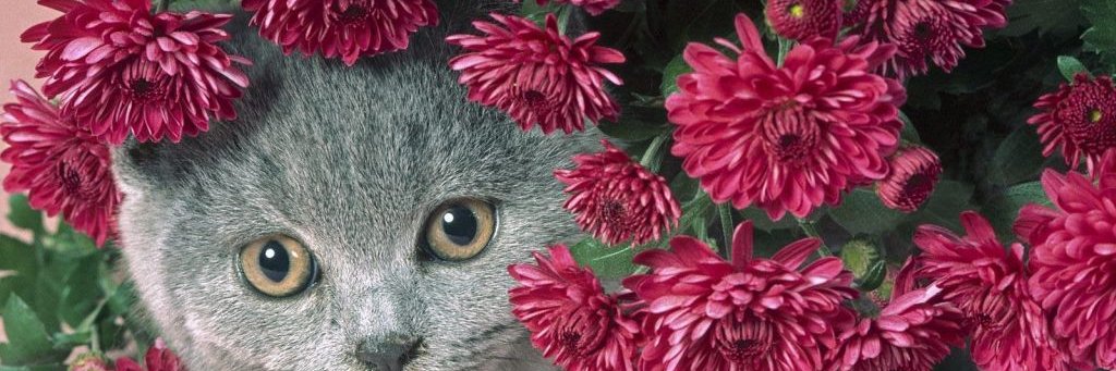 MJBinefa's profile banner image