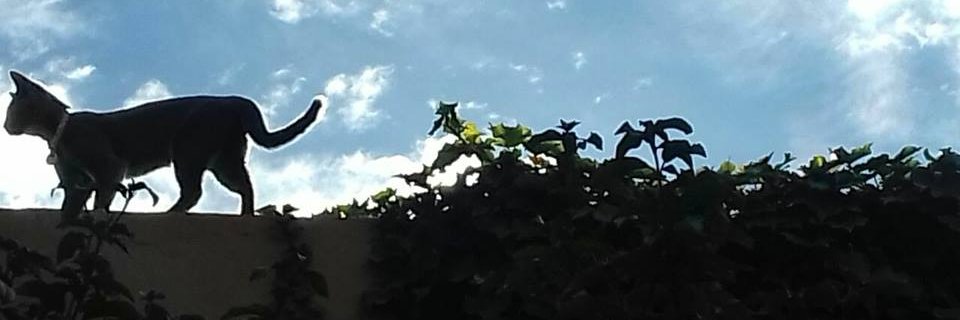 LaurScheepers's profile banner image