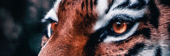 __mholi's profile banner image