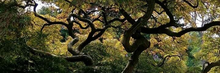 Ruby Hoggarth banner