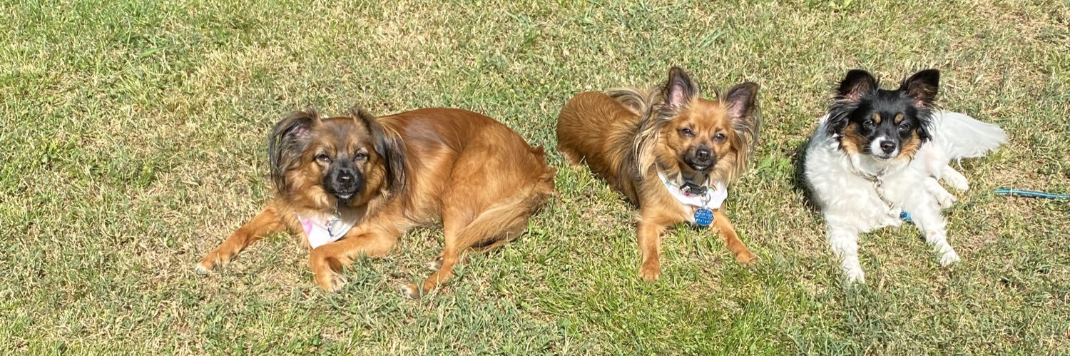 Sam E Davis Jr banner