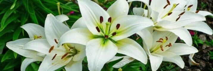 mrn_stella's profile banner image