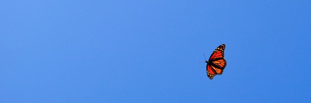 zebiturt's profile banner image