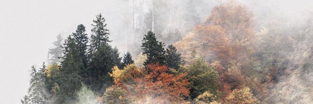 PaulaPoppies's profile banner image