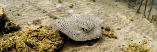 FindingAMcIvor Profile Banner