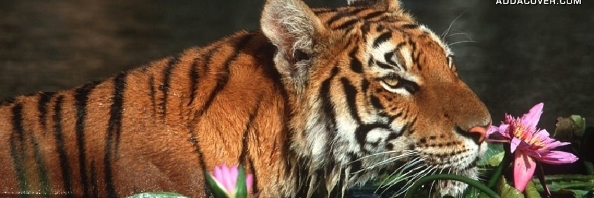 Jacqui 💖🐱🐱🐯🕊 🇨🇦 banner