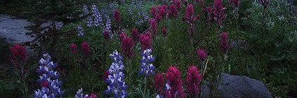 . banner